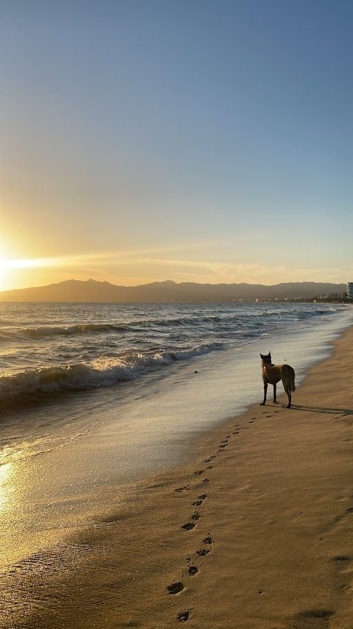 Petsitting a Domicilio
