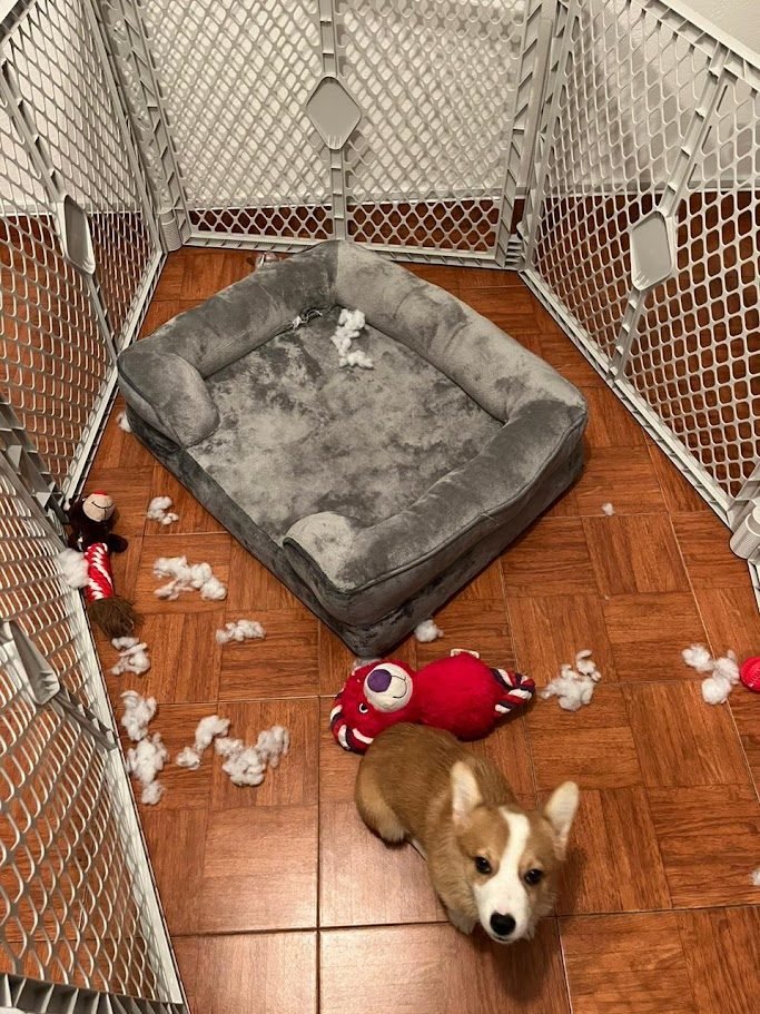 Cachorro corgi en su corral de educación