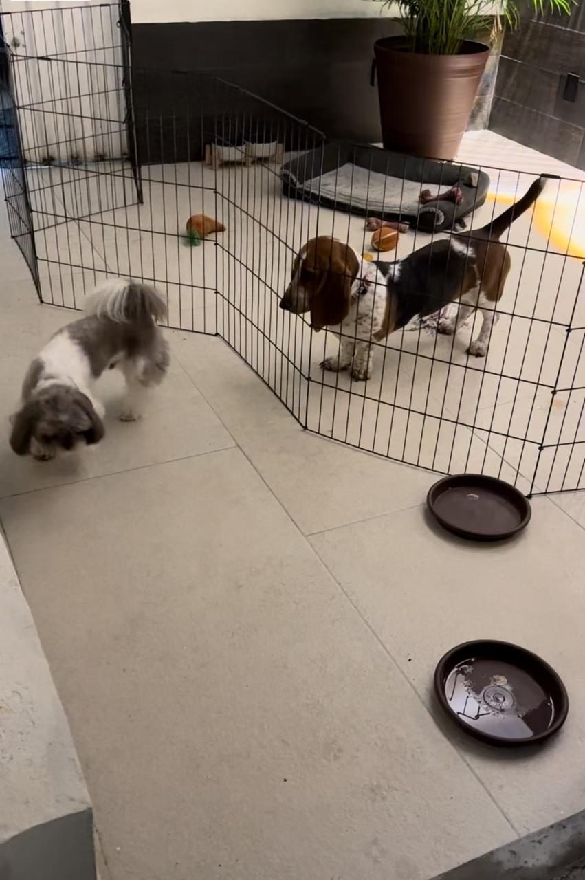 Antes: perros separados por reactividad