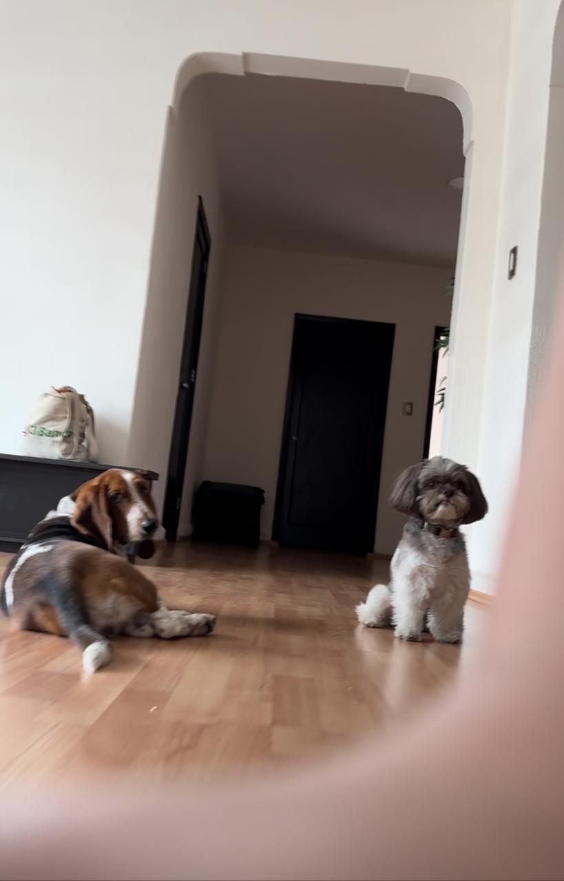 Después: perros conviviendo tranquilos