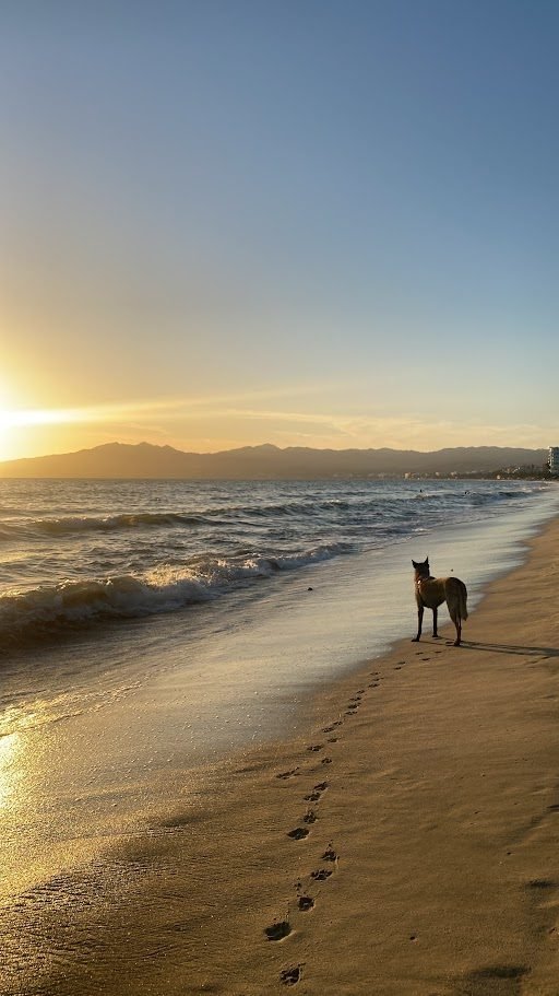 Perro paseando en la playa al atardecer — Petsitting