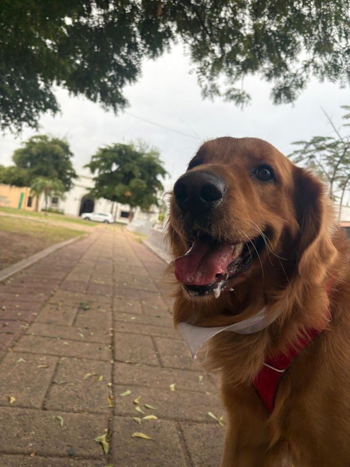 Spanky, golden retriever de Obregón, Sonora