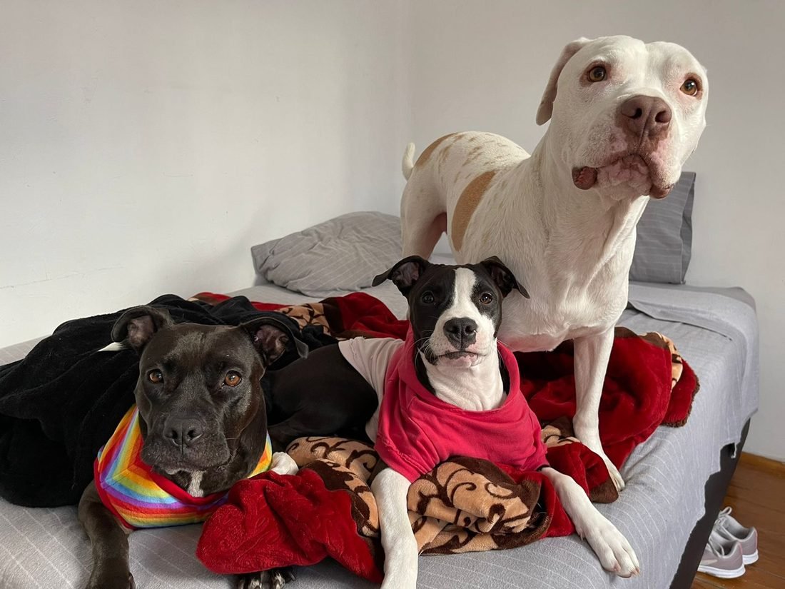 Petsitting