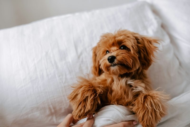 Cachorro – inicio de vida juntos