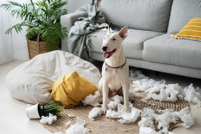 Perro con ansiedad por separación