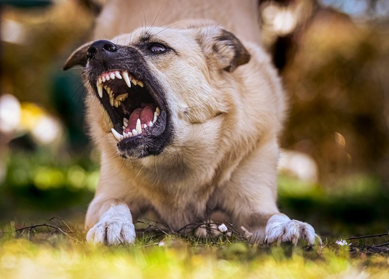 Perro con agresión – modificación de conducta