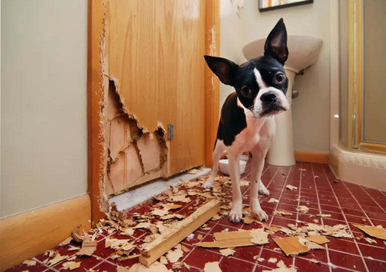 Perro pequeño junto a una puerta de madera destrozada por ansiedad de separación