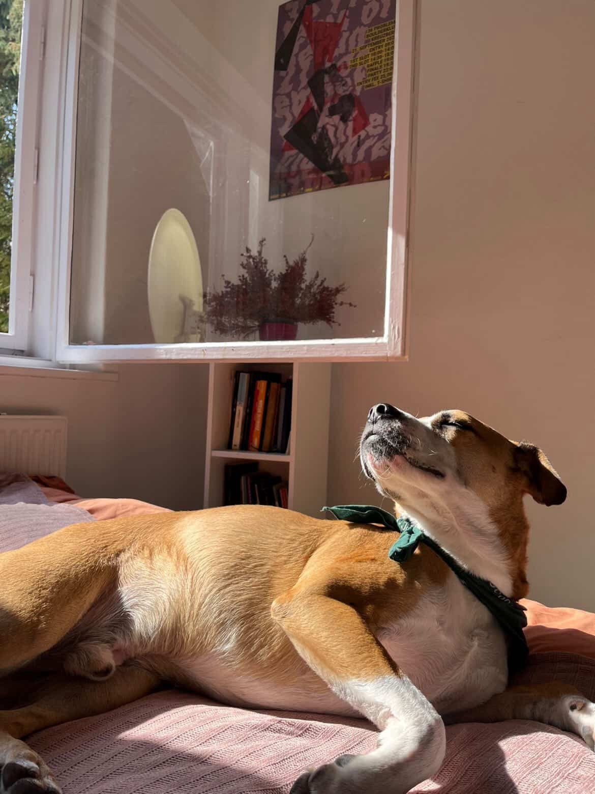 Sesiones online de educación canina